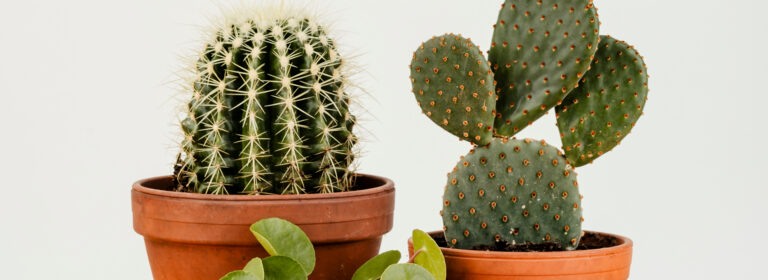 Flourish in the desert