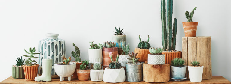 Embrace the prickles